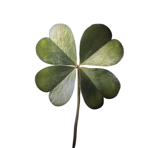 Artikelen & Blogposts